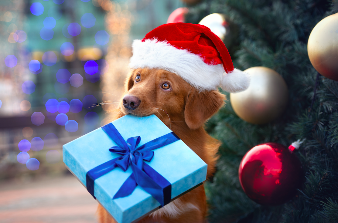 Dog friendly deals hotels christmas 2019